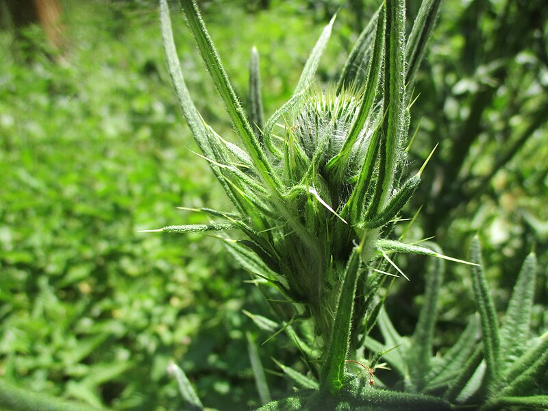 File:20230604Cirsium vulgare3.jpg