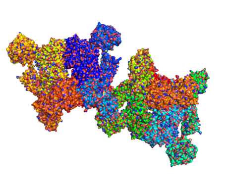 C3-convertase