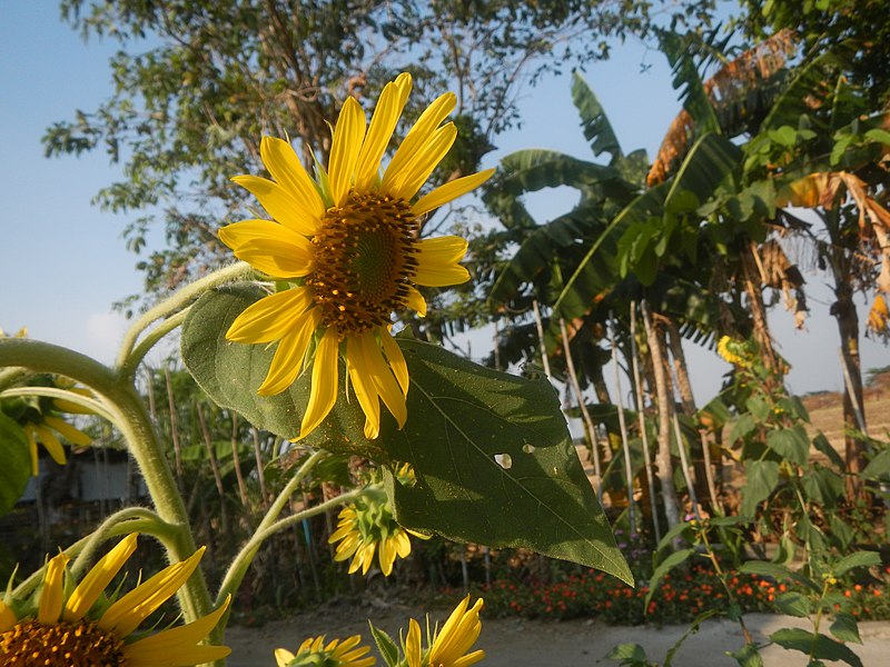 File:9941Bangkal Sunflowers in Bulacan 25.jpg