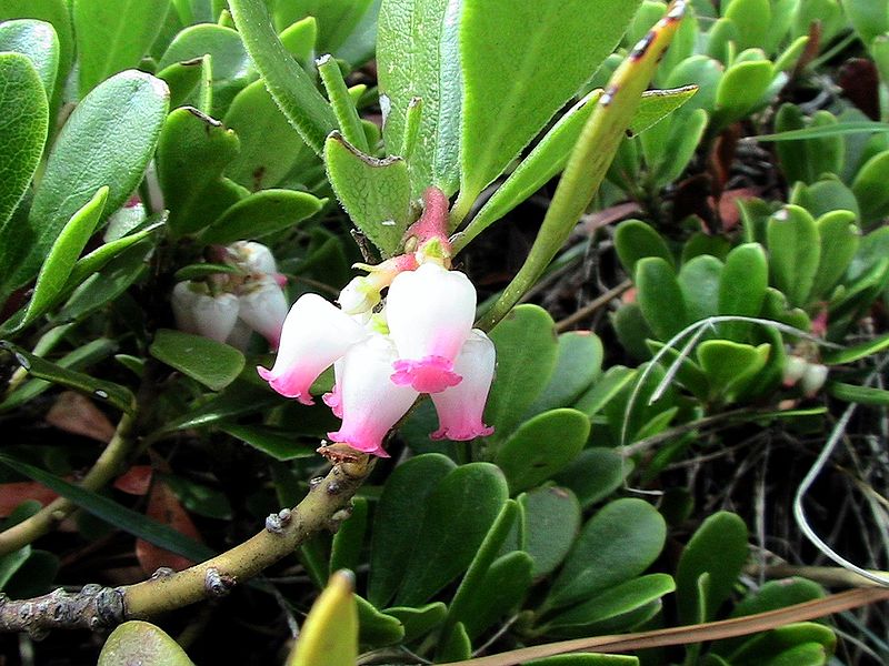 File:ARCTOSTAPHYLOS UVA-URSI - MONTSEC - IB-700 (Boixerola).JPG