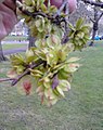 Duncan Place birch-leaved elm, fruit