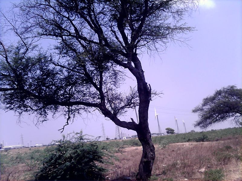 File:A Babool Tree in L.N, Palayam , Coimbatore District.jpg