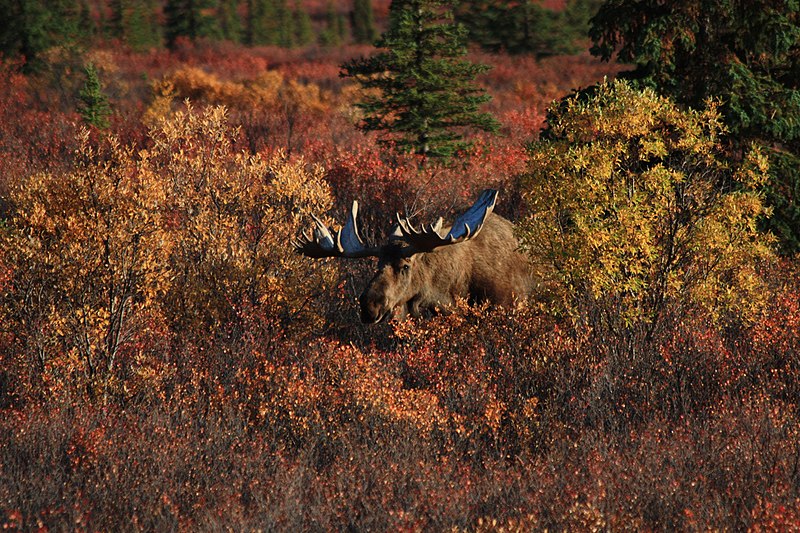 File:A bull moose in autumn (b713074a-85f6-476e-adc4-857b0fbcc325).jpg