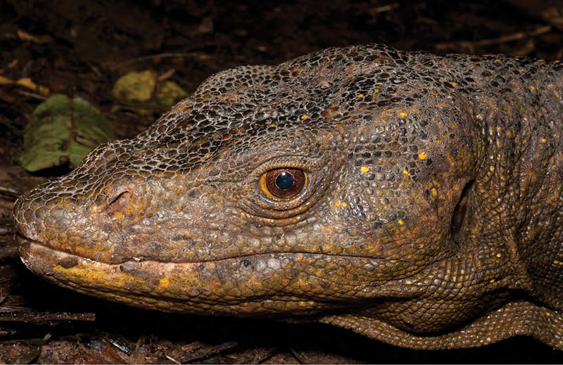 File:A large adult male Varanus bitatawa - ZooKeys-266-001-g070.jpg