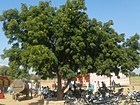 A neem tree in rajasthan.jpg