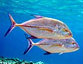 A pair of omilu or blue trevally (6741932671).jpg