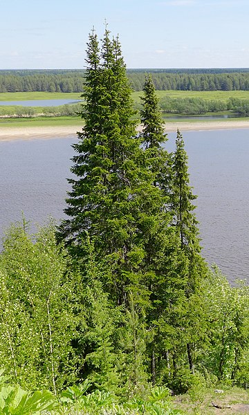 File:Abies sibirica by the Vychegda River, Komi Republic, Russia 2.jpg