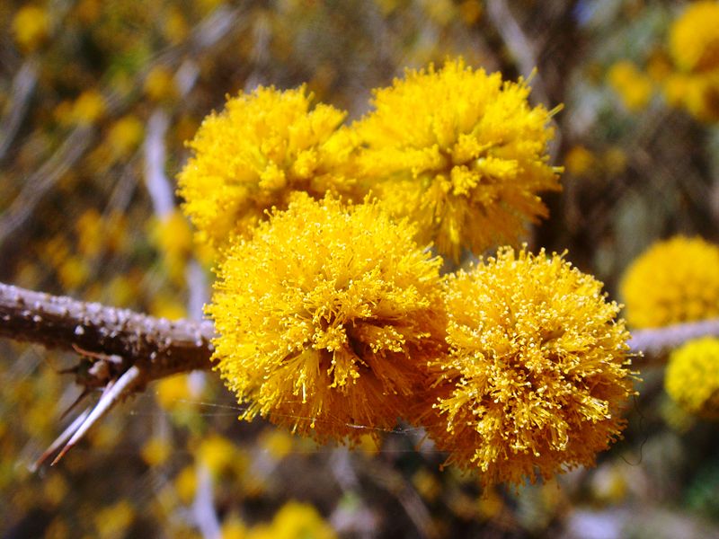 File:Acacia-smallii-20080327.JPG