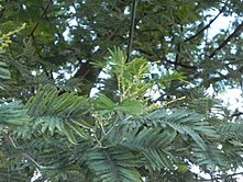 In autumn in the UK with flower buds visible Acacia Dealbata Mimosa.jpg