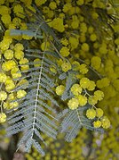 Scope: leaf/flowers of Acacia cardiophylla