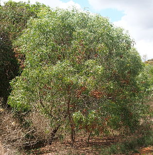 <i>Acacia leptocarpa</i> Species of legume