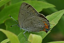 Acadian Hairstreak (Satyrium acadica) - Waterloo, Ontario.jpg