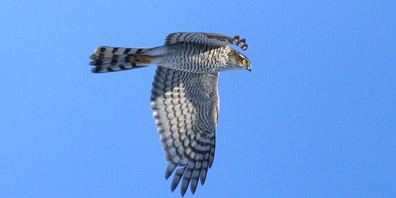 File:Accipiter nisus -Lake District -England -flying-8.jpg