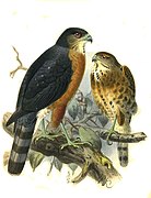 Accipiter Nisus: Descripción, Ecología y comportamiento, Distribución y hábitat