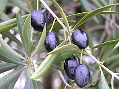 aceitunas maduras para consumo fresco y elaboración de aceite de oliva.