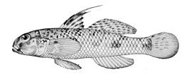 Acentrogobius nebulosus