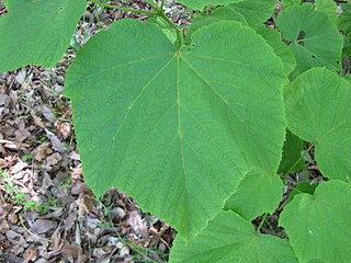 <i>Acer smileyi</i> Extinct species of maple