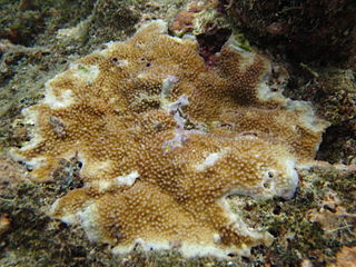 <i>Acropora palmerae</i> Species of coral