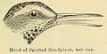 Actitis macularius 1891.jpg