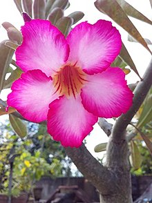 Dosya:Adenium Crae.jpg