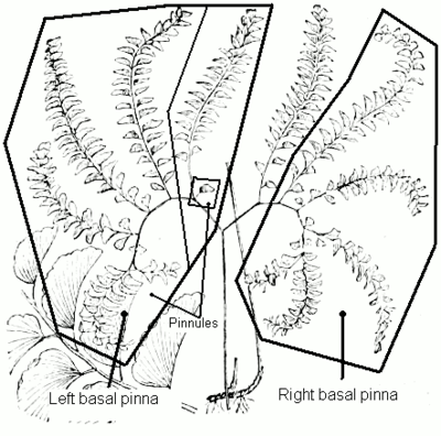 Adiantum pedatum showing the extent of the two enlarged basal pinnae, and the extent of the basiscopic and acroscopic pinnules of one of those pinnae. Adiantum pedatum pseudopedate.png