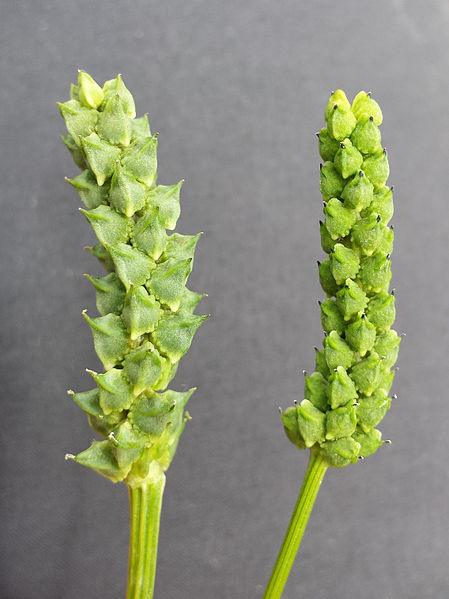 File:Adonis aestivalis + Adonis flammea sl1.jpg