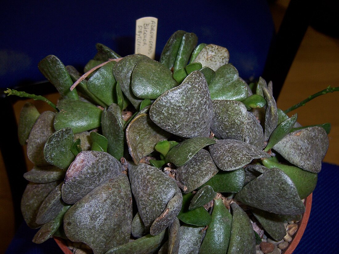 Adromischus bicolor