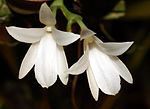 Aerangis fastuosa Orchi 194.jpg