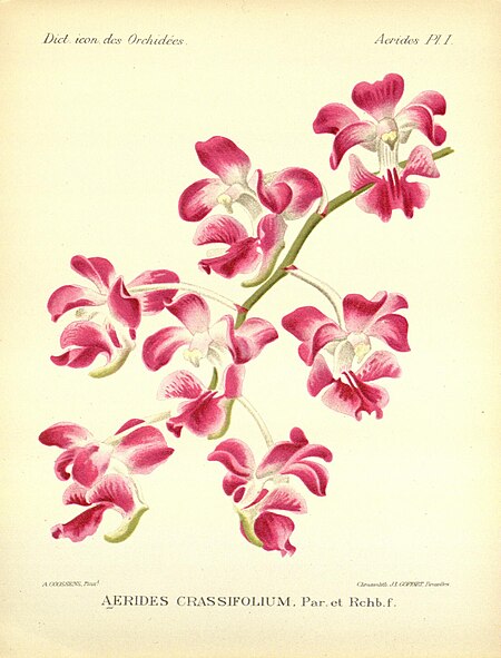 Aerides crassifolia