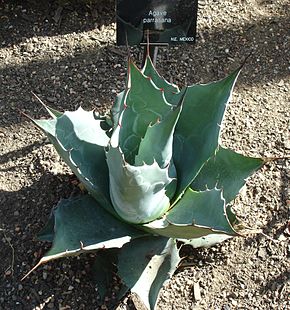 Descrição da imagem Agave parrasana.jpg.