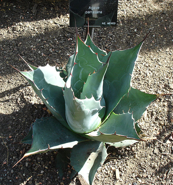 TÌNH YÊU CÂY CỎ ĐV4 - Page 32 560px-Agave_parrasana