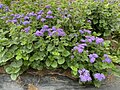 Агератум Гаустона (Ageratum houstonianum) 'Blue Horizon'