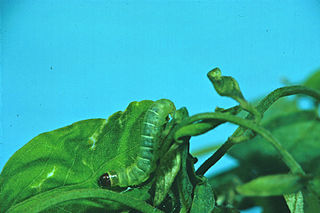 <i>Agonopterix robiniella</i> species of insect
