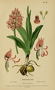 plate 51 Orchis simia