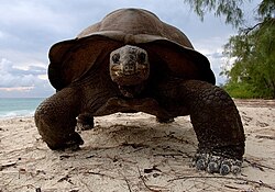 Aldabra giant tortoise 2.jpg