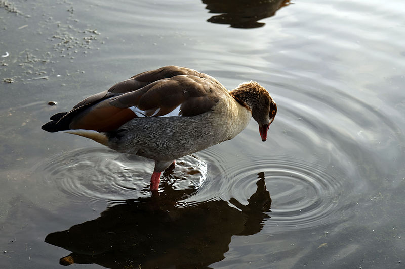 File:Alexandra Lake Wanstead Flats Redbridge London - Egyptian Goose, Alopochen aegyptiacus 02.jpg