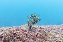 Alga marina (Codium tomentosum), isla de Mouro, Santander, Spanyol, 2019-08-14, DD 09.jpg