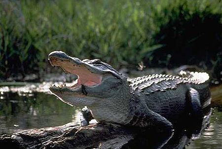Tập_tin:Alligator.jpg