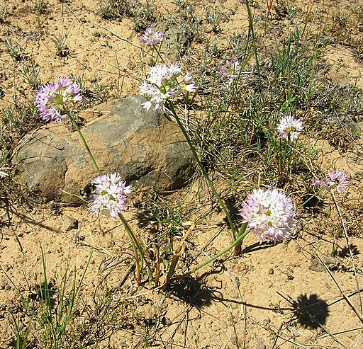 Allium nevii (183357800)