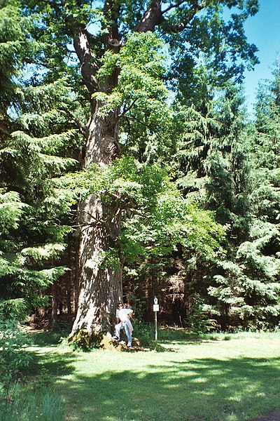 File:Allrode (Thale), protected oak.jpg