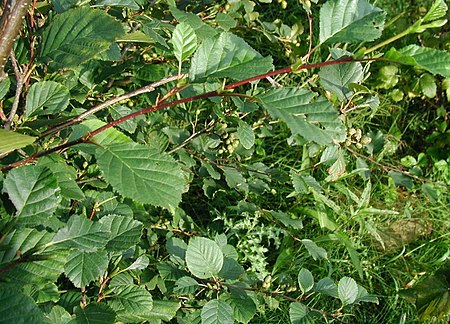 Alnus_viridis