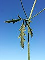 Leaf, hairs stellate (Slovenia)