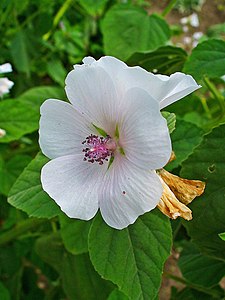 Althaea officinalis Flower