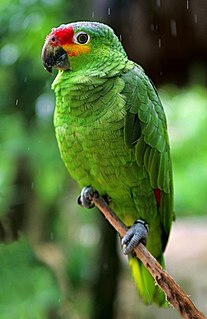 <span class="mw-page-title-main">Red-lored amazon</span> Species of bird