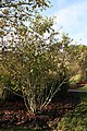 Amelanchier laevis, or Allegheny serviceberry.