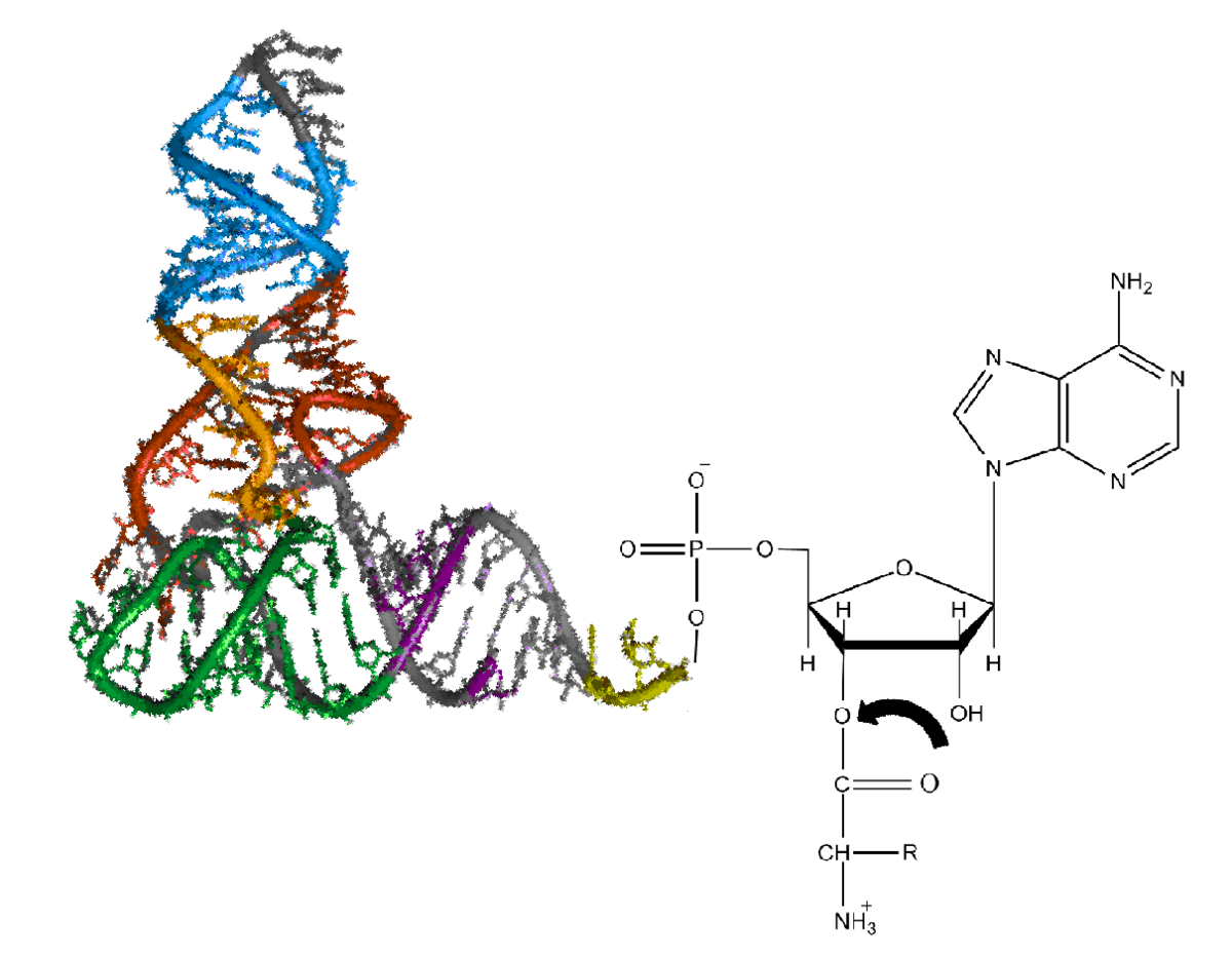 Полипептид рисунок. Aminoacyl TRNA. Аминоацил-ТРНК-синтетаза. AA ТРНК. Дигидроптероат синтетаза.