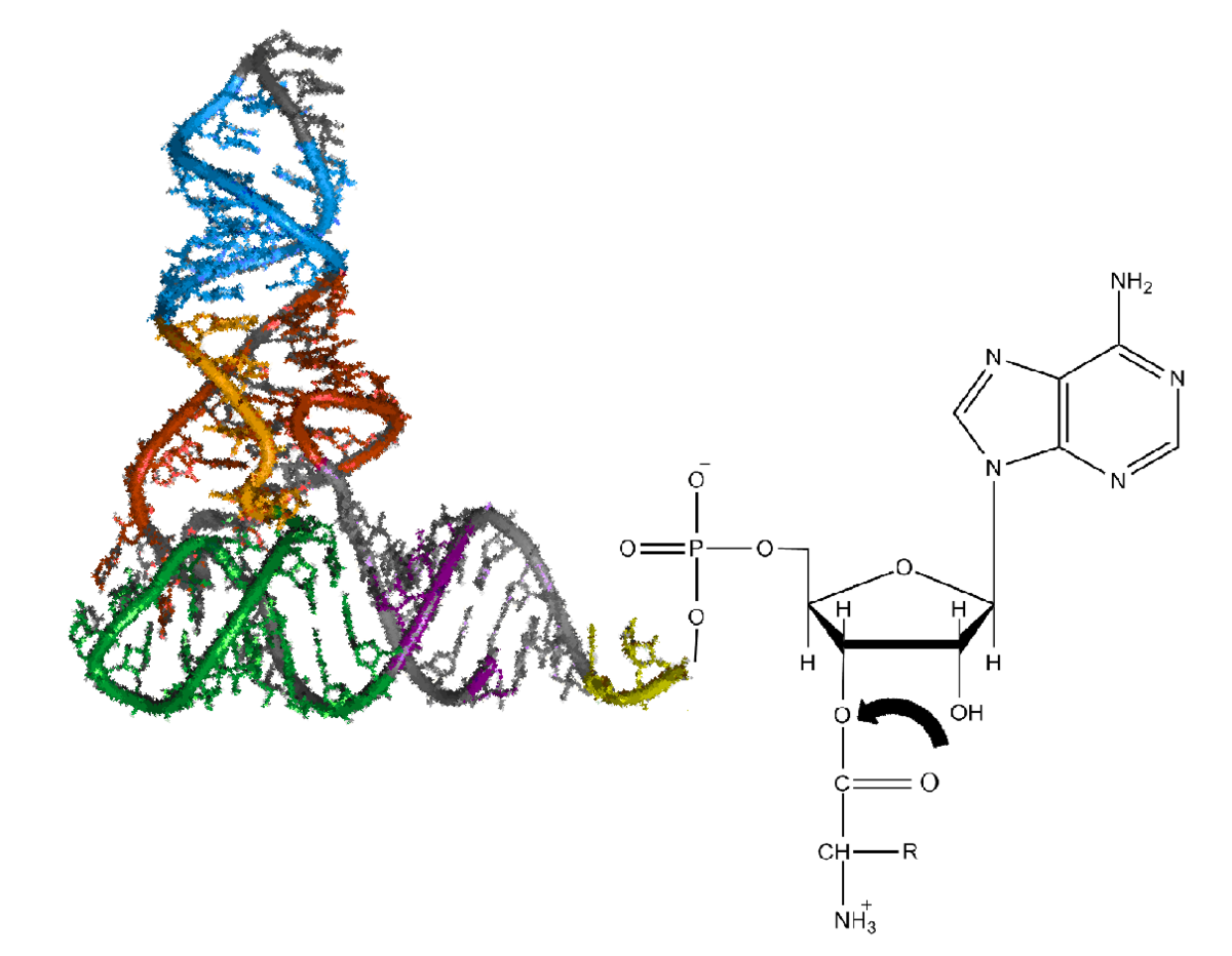 trna structure diagram