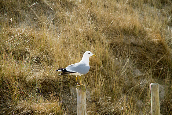 Möwe in den Dünen von Nebel auf Amrum