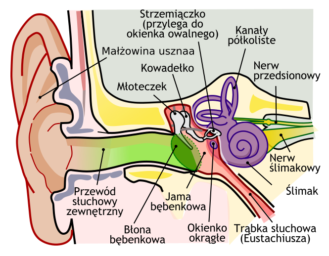 File:Anatomy of the Human Ear pl.svg