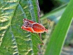 Ancylis obtusana (Tortricidae sp.), Arnhem, the Netherlands - 2.jpg